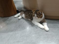 -瞄一喵猫咖(格力海岸店)