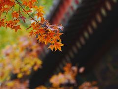 -香山公园