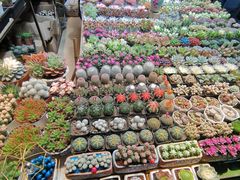 -朝来春花卉市场