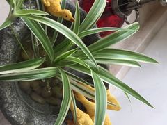 -新湖明珠城