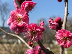 -林屋梅海青梅保护基地