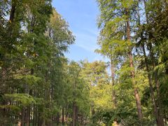 -上海共青森林公园