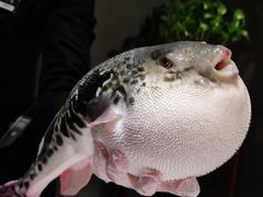 -鲐赏河豚(长寿店)