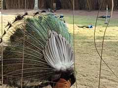 -深圳野生动物园