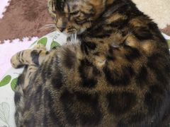 -三花喵·撸猫购宠·宠物生活馆(虹桥南丰城店)