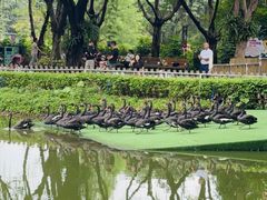 -广州长隆飞鸟乐园