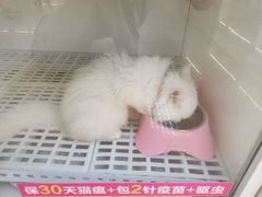 -lincat·猫舍(广州店)