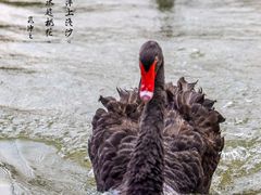 -鹅湖玫瑰文化园