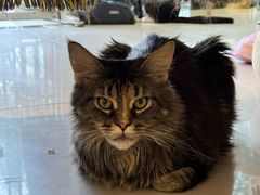 -平行世界·猫咖(首经贸店)