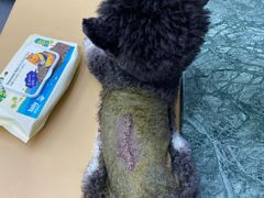 -爱侣宠医·鹦鹉专科·小型哺乳类·异宠专科(灵石路店)