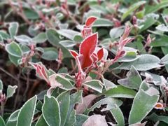 -芳华路(地铁站)