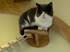 -猫和宫(六道口店)