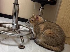 -安安宠医宠物医院·异宠·犬猫内科(岳阳分院)