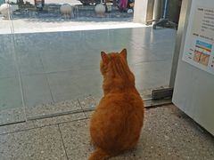 -四月宠物医院·猫专科·心脏专科·内科(转塘店)
