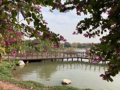 -芒洲湿地公园