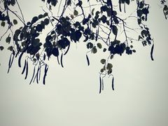 -清溪大王山森林公园