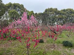 -南汇桃花村