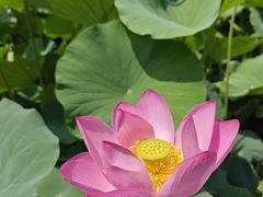 -莲花池公园