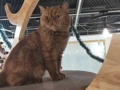 -猫和宫(六道口店)