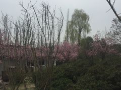 -秀丽东方