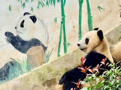 -中国大熊猫保护研究中心雅安碧峰峡基地