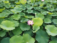 -梁鸿国家湿地公园