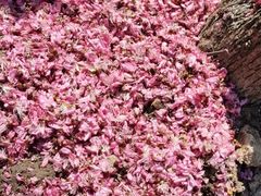 -南汇水蜜桃采摘(大团店)