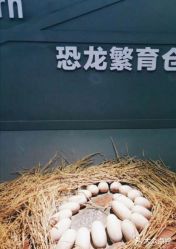 -恐龙探索乐园(磁器口店)