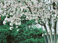 -海棠花溪(元大都城垣遗址公园)