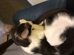 -猫色咖啡·猫咖