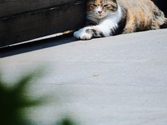 -颐和路民国时期公馆风貌区