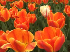 -洛阳郁金香牡丹园