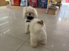 -翊宠yipet猫狗购宠庄园犬舍•猫舍