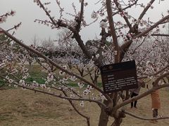 -汉长安城未央宫国家考古遗址公园