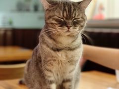 -猫小院猫主题餐厅(三里屯店)
