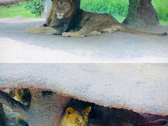 -北京野生动物园