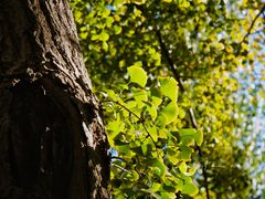-三里屯东五街银杏大道
