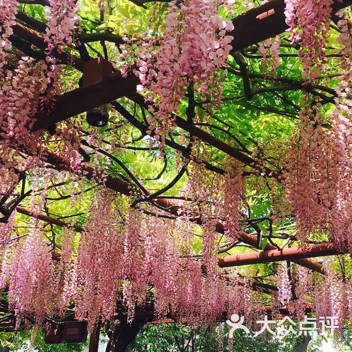 嘉定紫藤園圖片-北京公園-大眾點評網