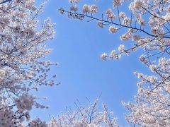 -顾村公园