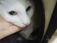 -艾贝尔宠物医院·狂犬免疫点(江山金象城店)