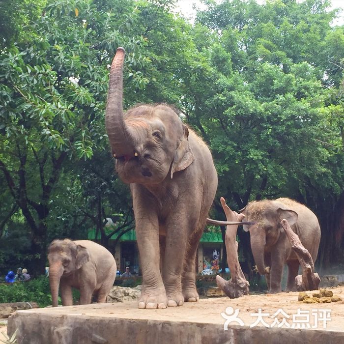 廣州長隆野生動物世界圖片-北京動物園-大眾點評網