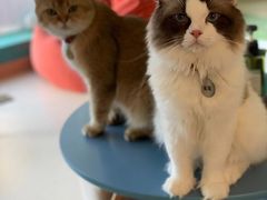 -猫在这儿猫咪咖啡馆·撸猫馆