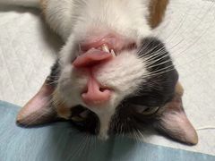 -乐琪宠物医院·犬猫专科·骨外科·急重症
