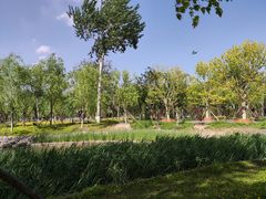 -莲花池公园