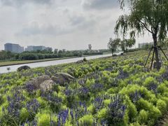 -春花秋色城市公园