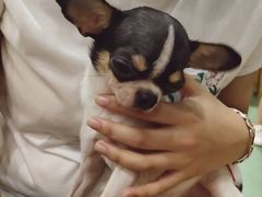 -藦茜花园宠物主题亲子互动体验馆(国顺东路店)
