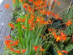 -静岸花卉园艺(三星坊店)