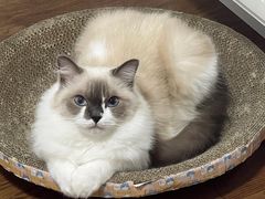 -伟伟宠物医院·瑞派猫友好医院·猫科(光谷店)