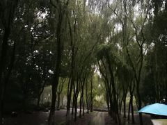 -柳浪闻莺公园