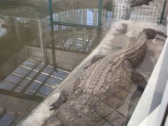 -中国扬子鳄村